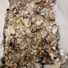 Psilocybe Cubensis spore Orissa