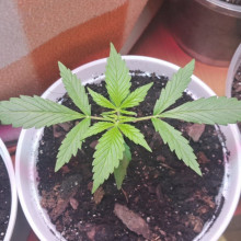Auto AK 47 Feminised