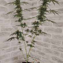 Auto Afgan Kush Feminised