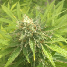 Auto Big Bang Feminised