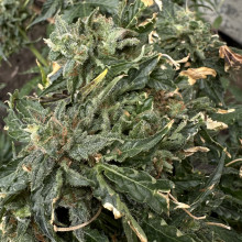 Auto Pablo Escobar Feminised (50 шт)