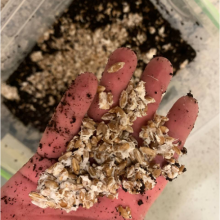 Psylocibe Cubensis spore Lizard King