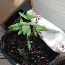 Ak 47 feminised