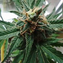 Auto AK 47 Feminised Monster Cannabis