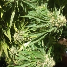 Lemon Skunk Feminised Silver