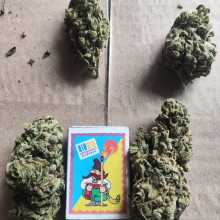 Auto Gagarin Feminised