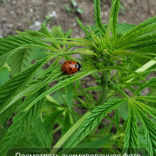 Death Russian feminised