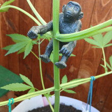 Auto Gorilla Feminised