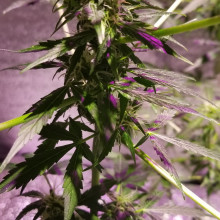 Auto LSD Feminised