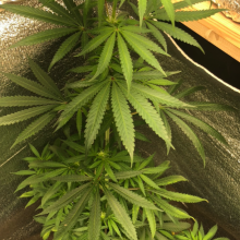 Auto Amnesia Feminised
