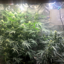 CBD Compassion Feminised Silver