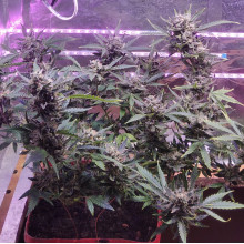 Auto AK 47 Feminised Monster Cannabis