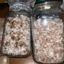 Psylocibe Cubensis spore Lizard King