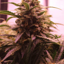 Auto LSD Feminised