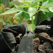 Auto Afgan Kush Feminised