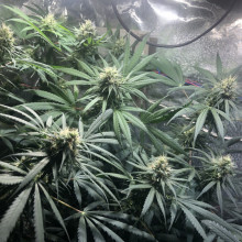 CBD Compassion Feminised Silver