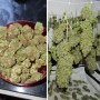 Cannabis seeds ORANGE BUD® from Dutch Passion