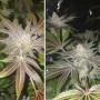 Cannabis seeds ORANGE BUD® from Dutch Passion