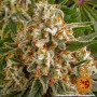 Cannabis seeds ORANGE SHERBERT from Barney's Farm