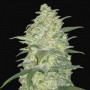 Cannabis seed variety Auto White Widow Feminised Gold