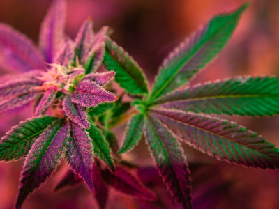 Основы выращивания марихуаны в индоре