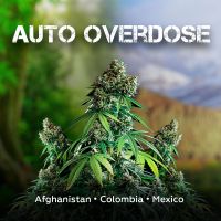 Auto Overdose