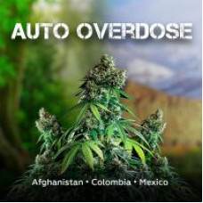 Auto Overdose