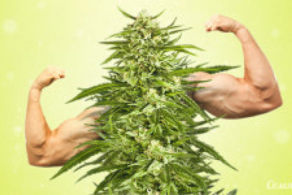 Мощный сорта марихуаны следы марихуана в моче