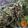Cannabis seeds PEYOTE CRITICAL from Barney's Farm