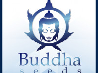 Buddha Seeds