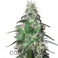 BUDDHA PULSAR FEMINIZED