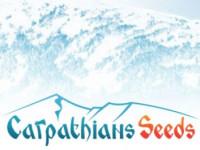 Carpathians-Seeds