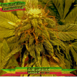 Auto Fred Haze Feminised