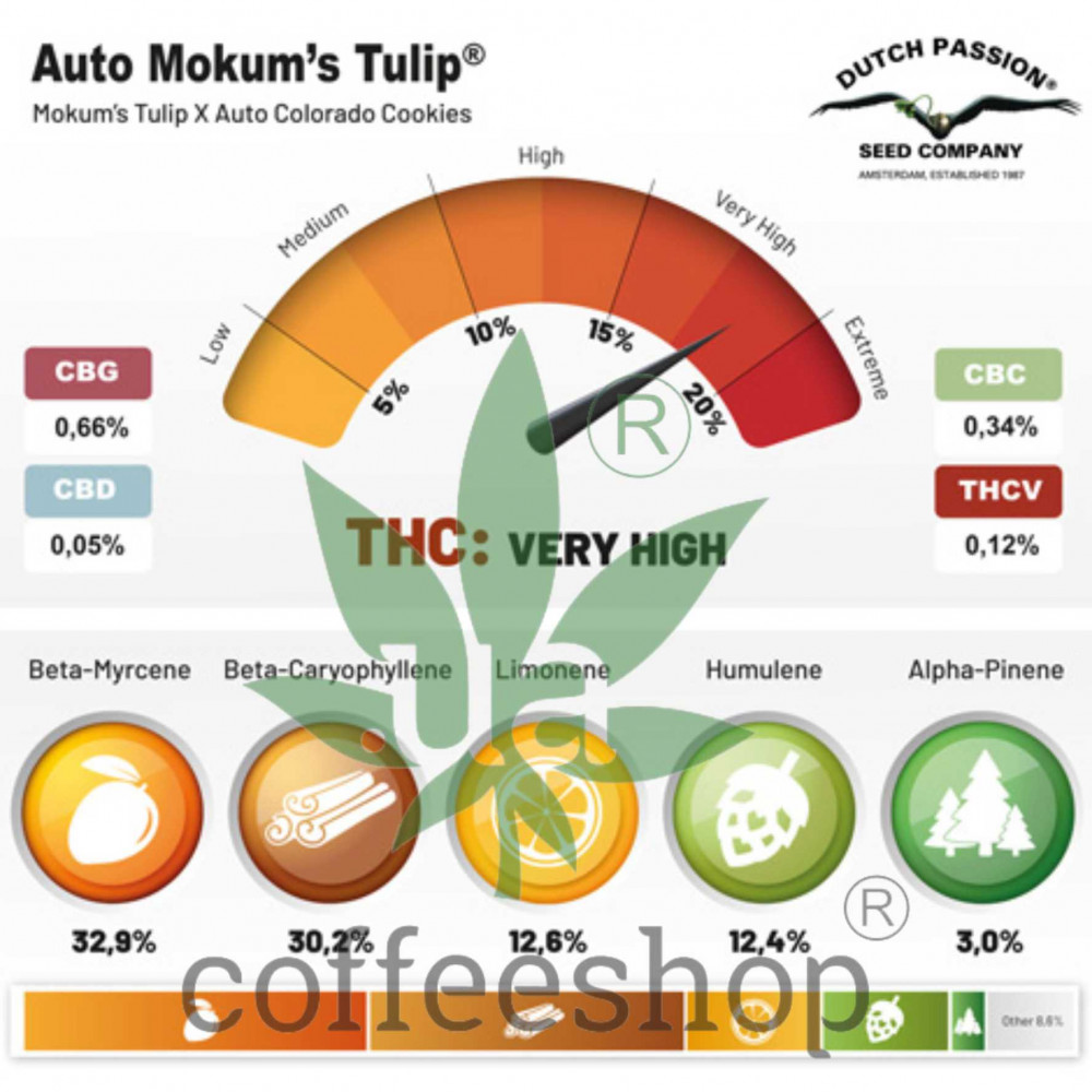 Auto Mokum's Tulip feminised