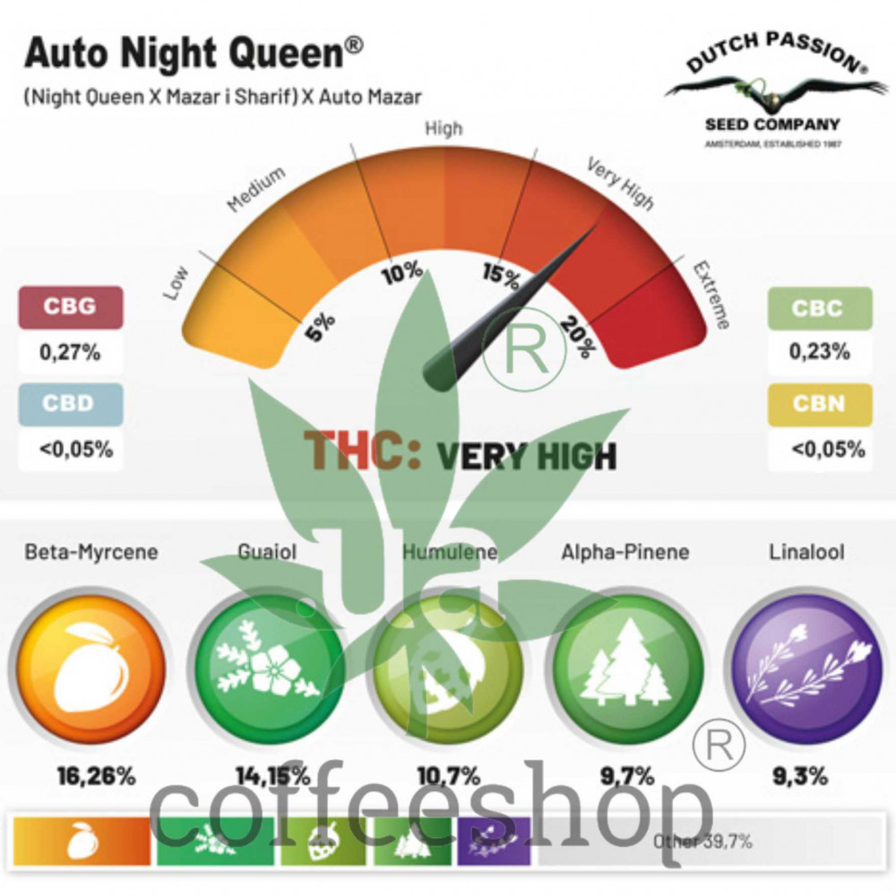 Auto Night Queen feminised