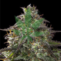 Auto Blueberry Cheesecake Feminised