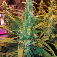 Auto Kush Feminised