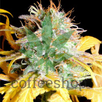 Lemon Kush Feminised