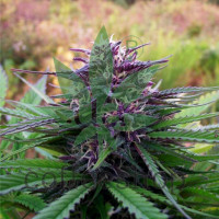 Purple Maroc Feminised