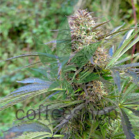 Red Purps Feminised