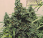 Monster Cannabis
