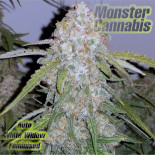 Auto White Widow Feminised Monster Cannabis