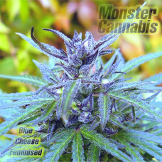 Blue Cheese feminised Monster Cannabis