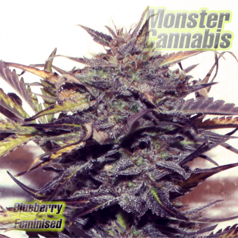 Blueberry feminised Monster Cannabis