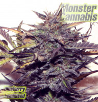 Blueberry feminised Monster Cannabis