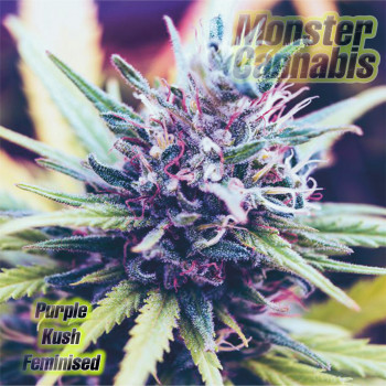 Purple Kush feminised