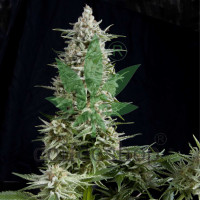 Amnesia Gold Feminised