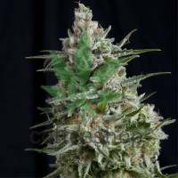 ANESTHESIA_CBD