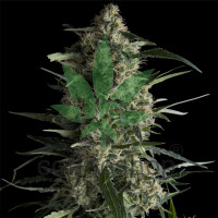 Galaxy CBD