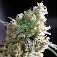 Kukulkán feminized